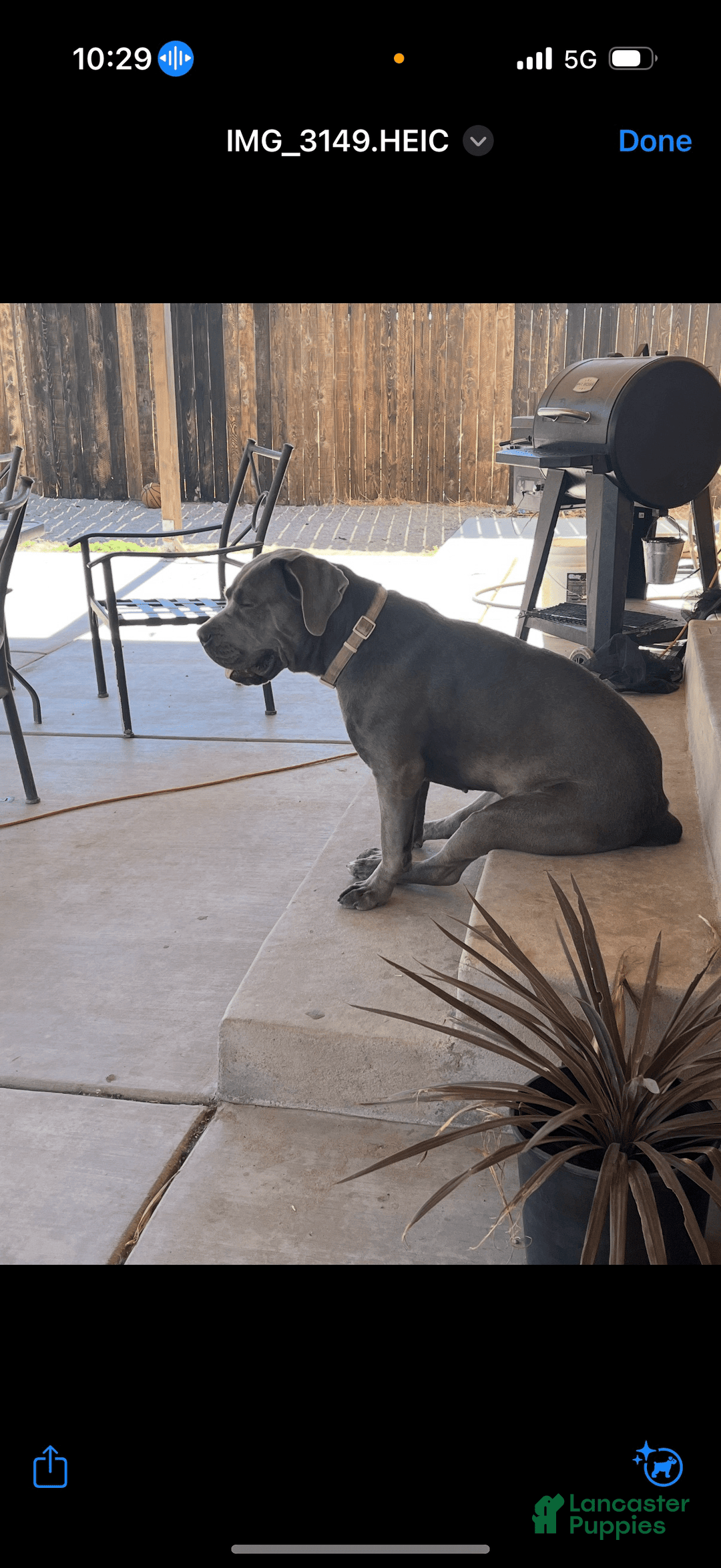 Cane Corso dogs for sale: Blue - Image 6