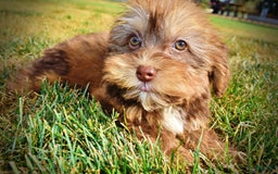 Havapoo dogs for sale: Josie - Image 4
