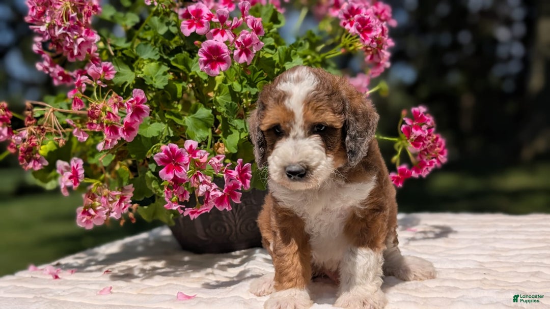 Mini Bernedoodle dogs for sale: Shiloh - Image 7