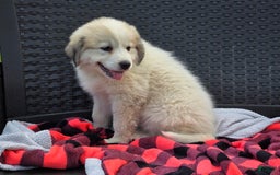 Great Pyrenees dogs for sale: Emmy - Image 1