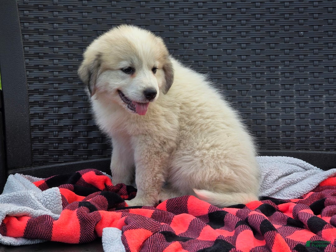 Great Pyrenees dogs for sale: Emmy - Image 1