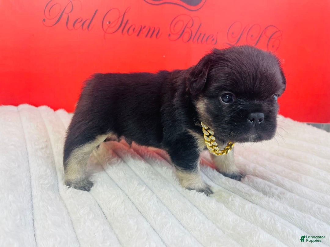 French Bulldog dogs for sale: Gotti - Image 3