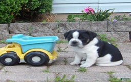 Jug dogs for sale: Darlisa - Image 3