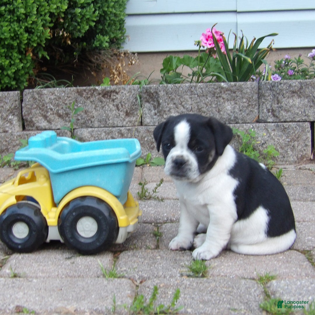 Jug dogs for sale: Darlisa - Image 3