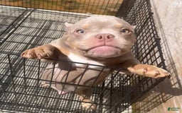 American Bully dogs for sale: Lance - Image 15