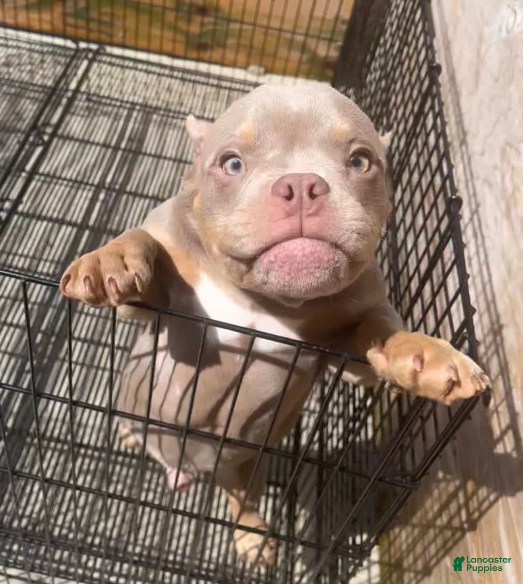 American Bully dogs for sale: Lance - Image 15
