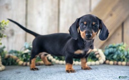 Miniature Dachshund dogs for sale: Dancy - Image 1