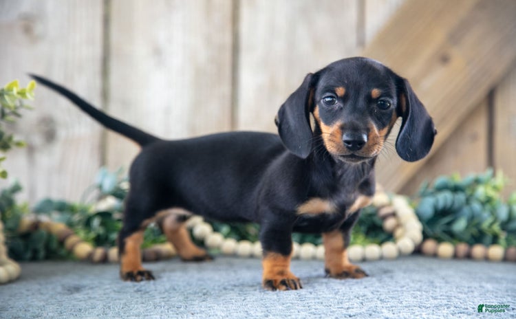 Miniature Dachshund dogs for sale - Ad 1
