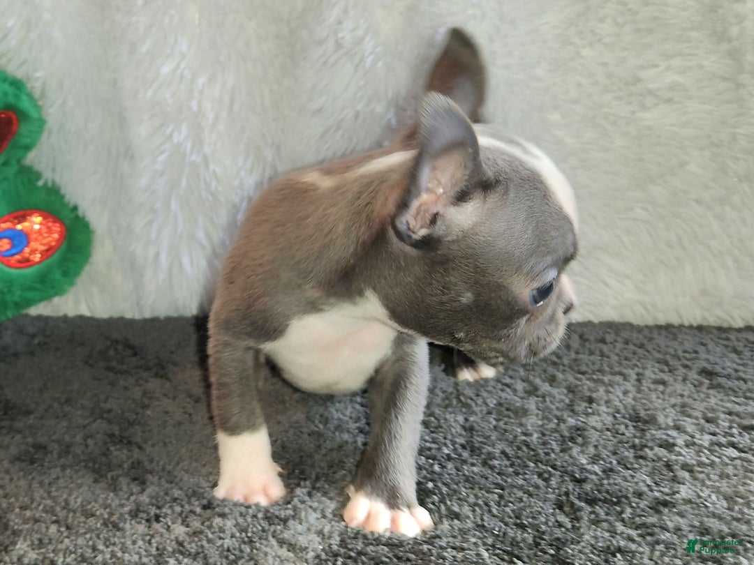 Boston Terrier dogs for sale: Marty - Image 3