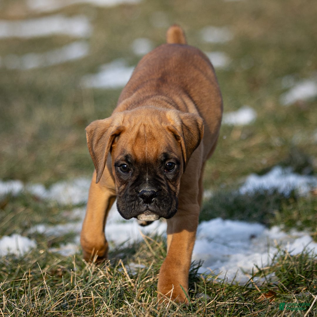 Boxer dogs for sale: Bear - Image 11