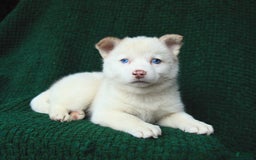 Pomsky dogs for sale: Lemon - Image 8