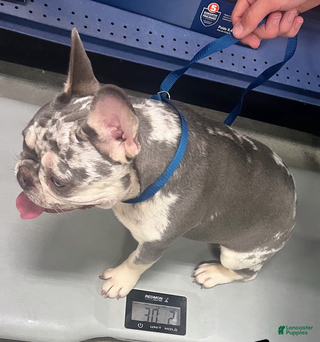 French Bulldog dogs for sale: Kodak - Image 1