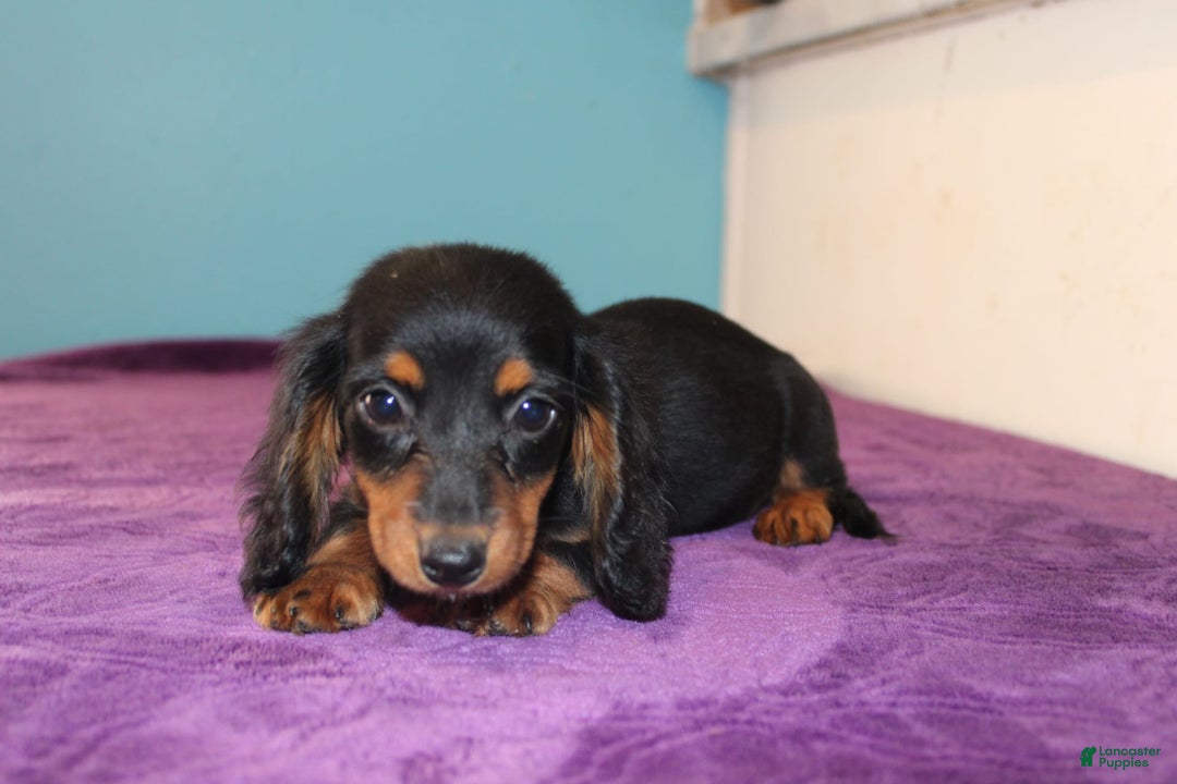 Dachshund dogs for sale: Dachshund 4 puppies - Image 6