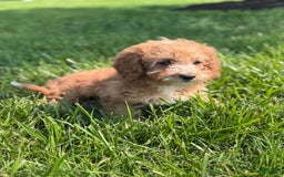 Cavapoo dogs for sale: Bella - Image 4