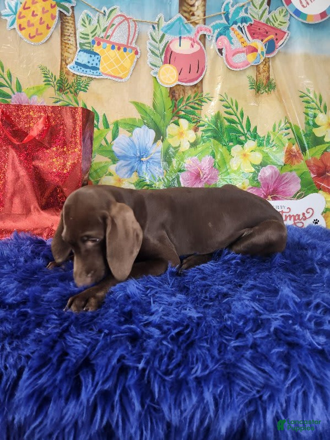 German Shorthaired Pointer dogs for sale: Shay - Image 3