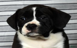 Beabull dogs for sale: Aaron - Image 9