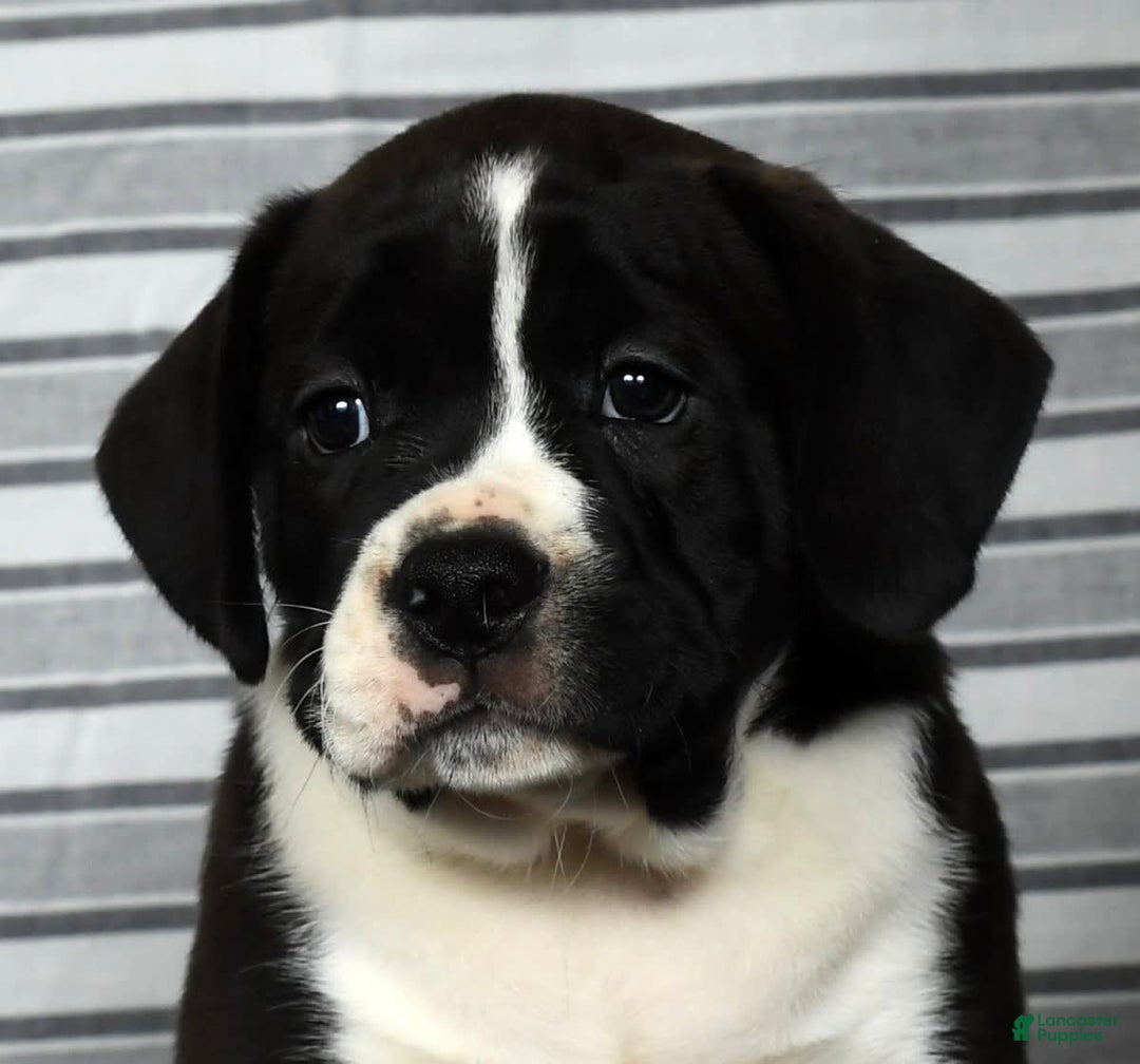Beabull dogs for sale: Aaron - Image 9