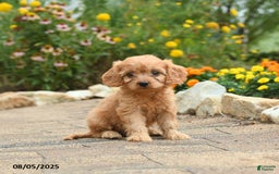 Cavapoo dogs for sale: Archie - Image 1