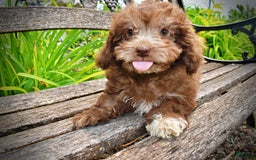 Havapoo dogs for sale: Rosie - Image 12