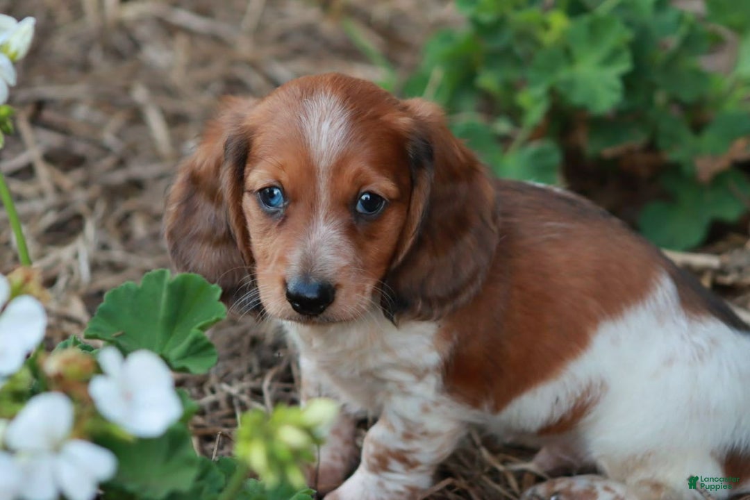 Miniature Dachshund dogs for sale: Whitney - Image 2