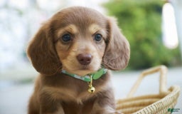 Miniature Dachshund dogs for sale: Forrest - Image 5