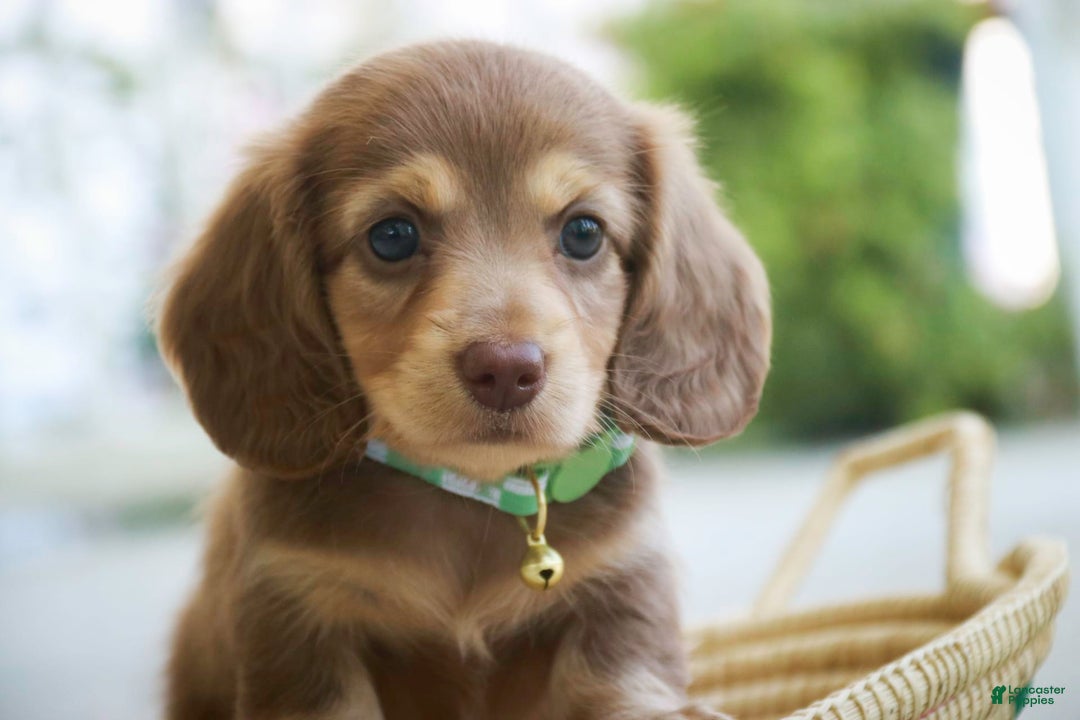 Miniature Dachshund dogs for sale: Forrest - Image 5