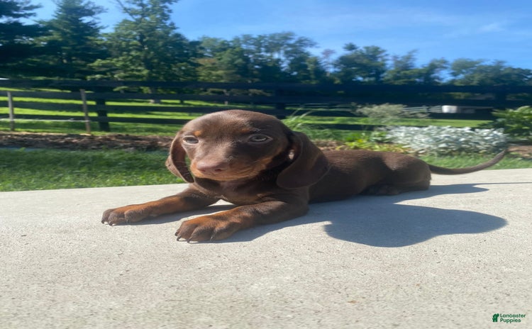 Miniature Dachshund dogs for sale - Ad 3