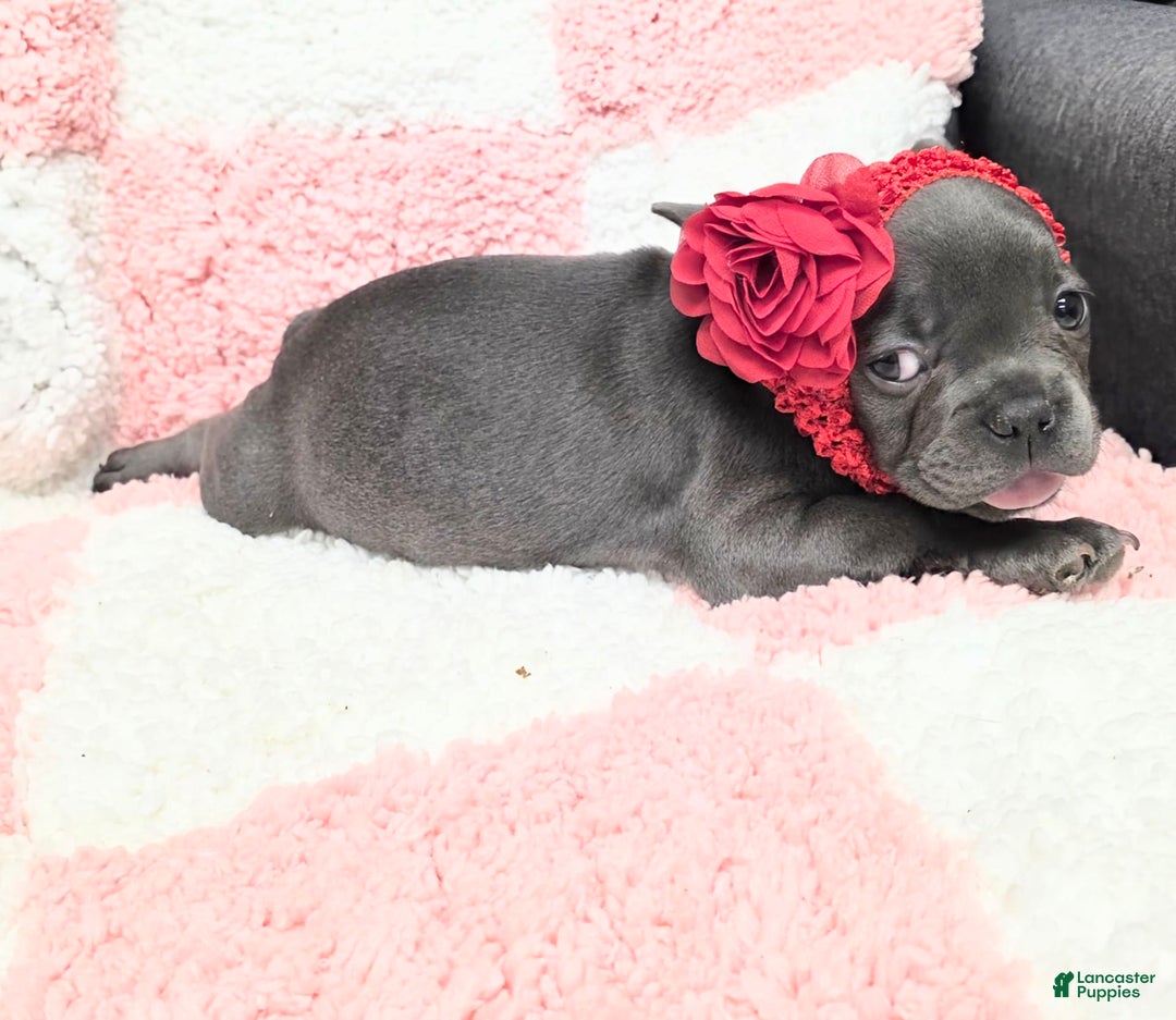 French Bulldog dogs for sale: Rosie - Image 5