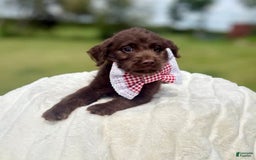 Labradoodle dogs for sale: Popsicle - Image 1
