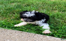 Cockapoo dogs for sale: Charlie - Image 11