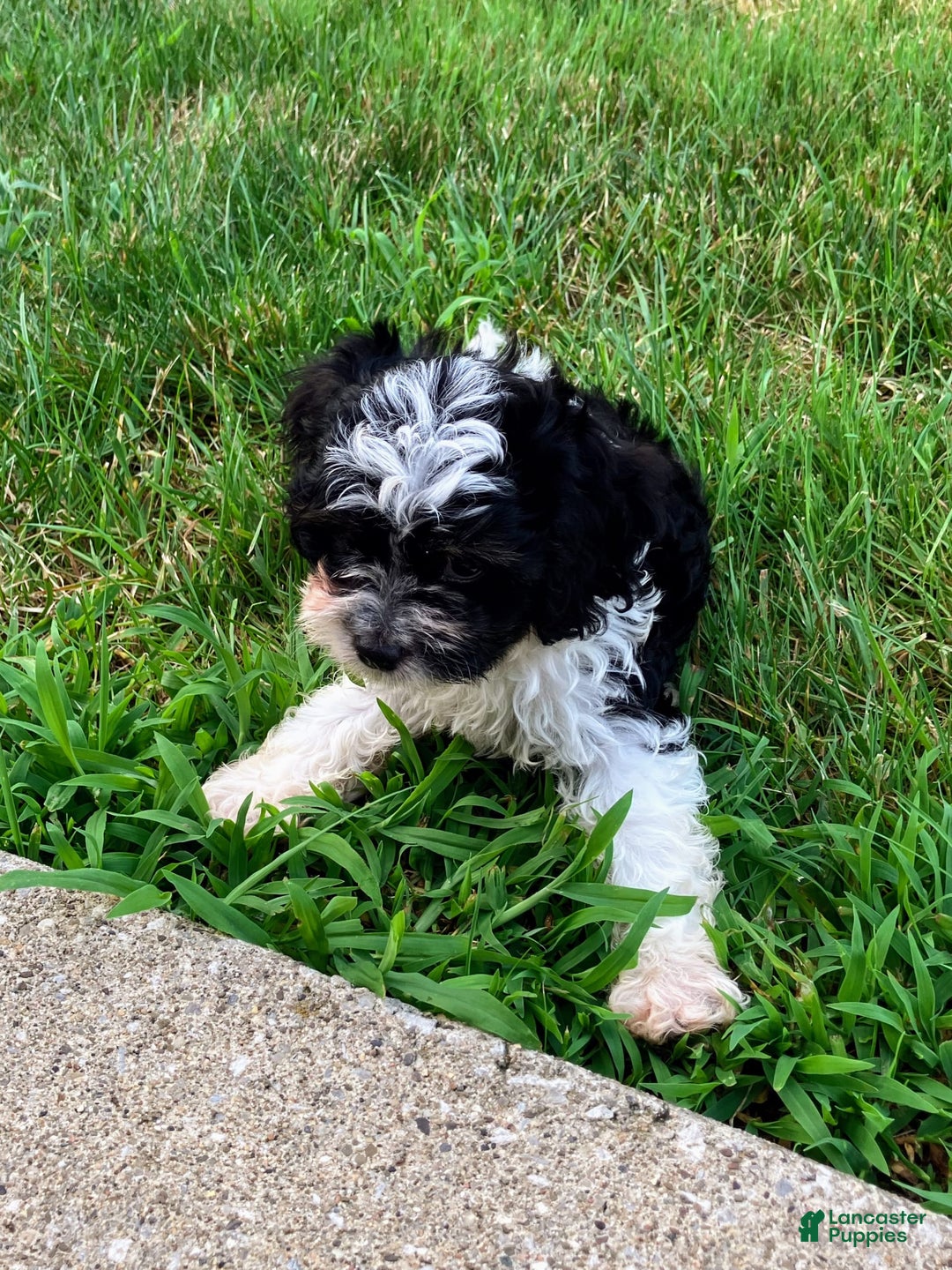Cockapoo dogs for sale: Charlie - Image 11