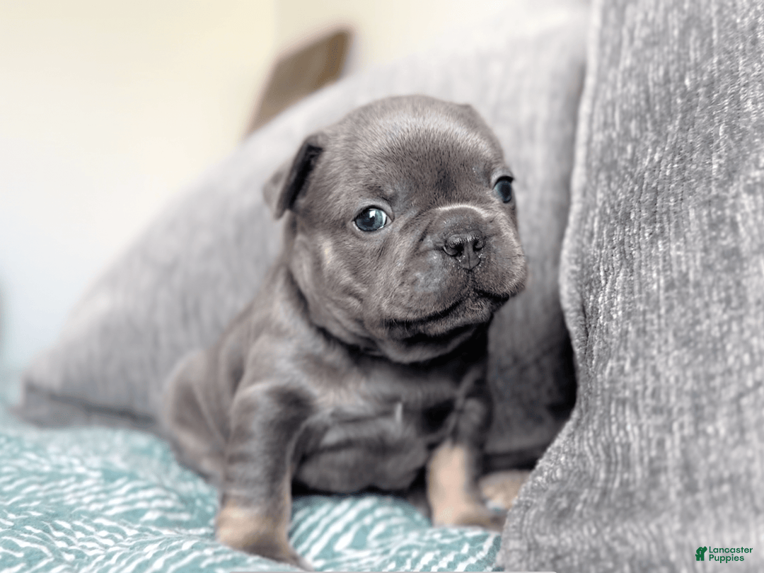 French Bulldog dogs for sale: Jaybird blue and tan male - Image 2
