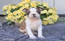 Boston Terrier dogs for sale: Herbert - Image 2