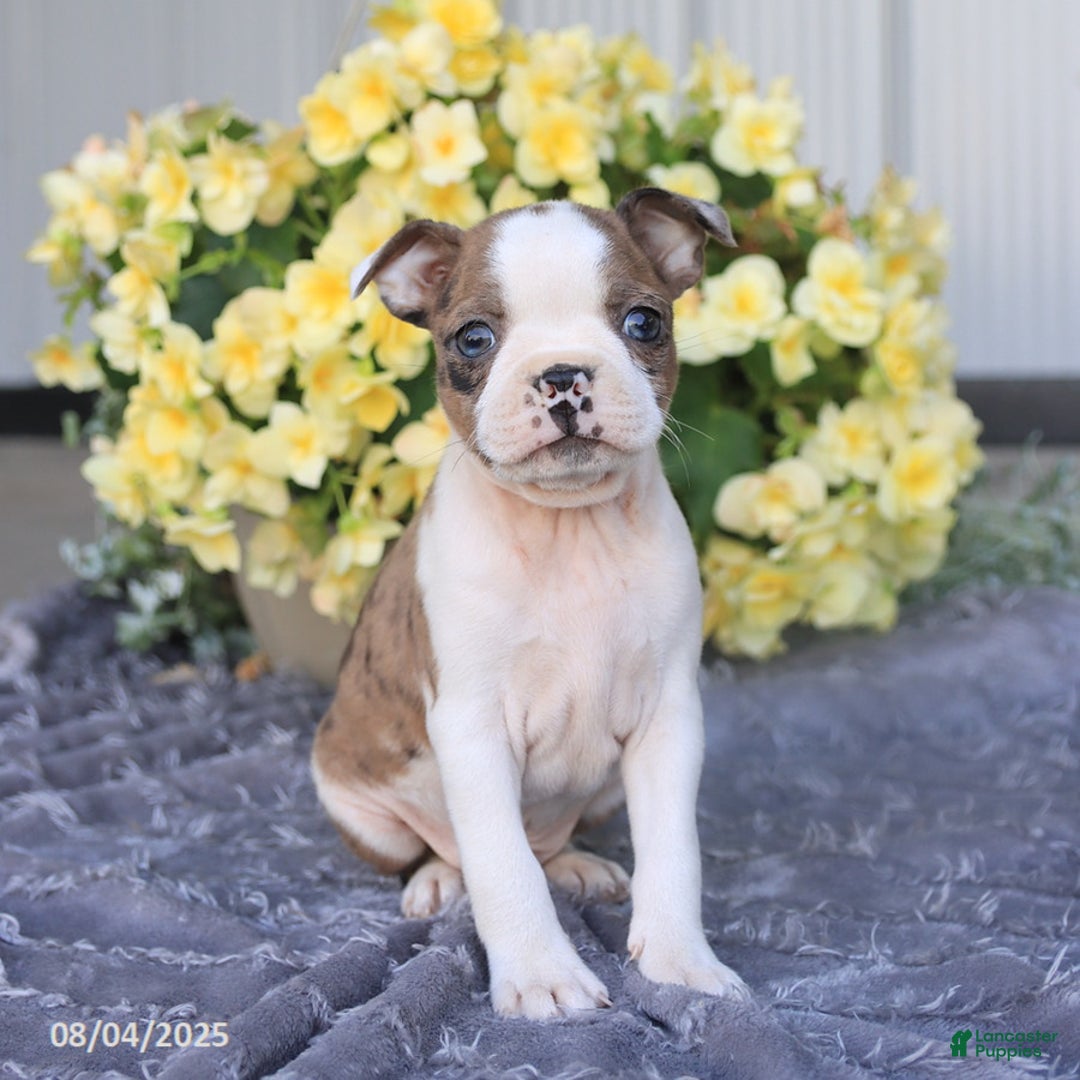 Boston Terrier dogs for sale: Herbert - Image 2