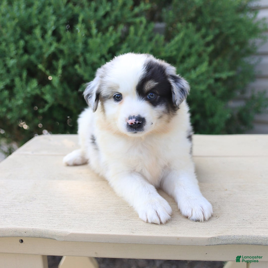 Miniature Australian Shepherd dogs for sale: Easton - Image 3