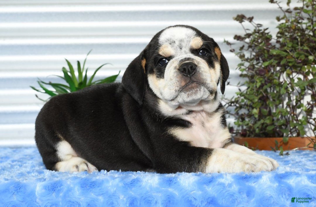 Beabull dogs for sale: Ike - Image 1