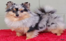 Pomeranian dogs for sale: Astro - Image 1