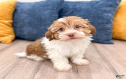 Havanese dogs for sale: Blaze - Image 5