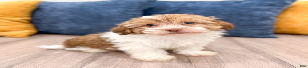 Blaze