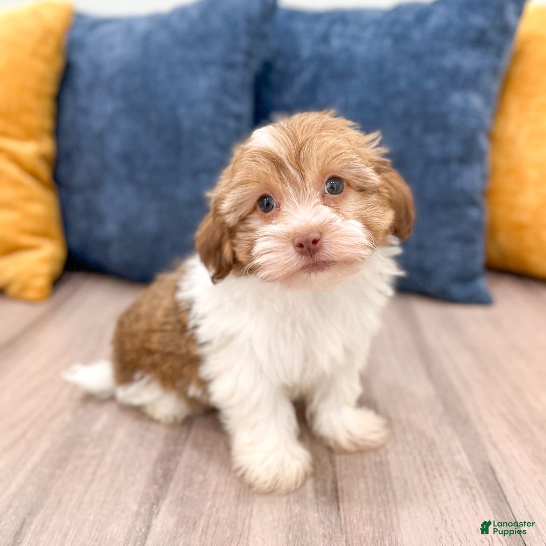 Havanese dogs for sale: Blaze - Image 5
