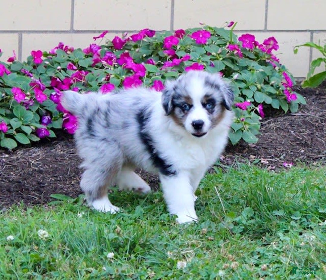 Miniature Australian Shepherd dogs for sale: Marley - Image 5