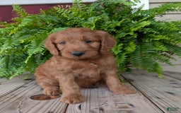 Goldendoodle dogs for sale: Ben - Image 15