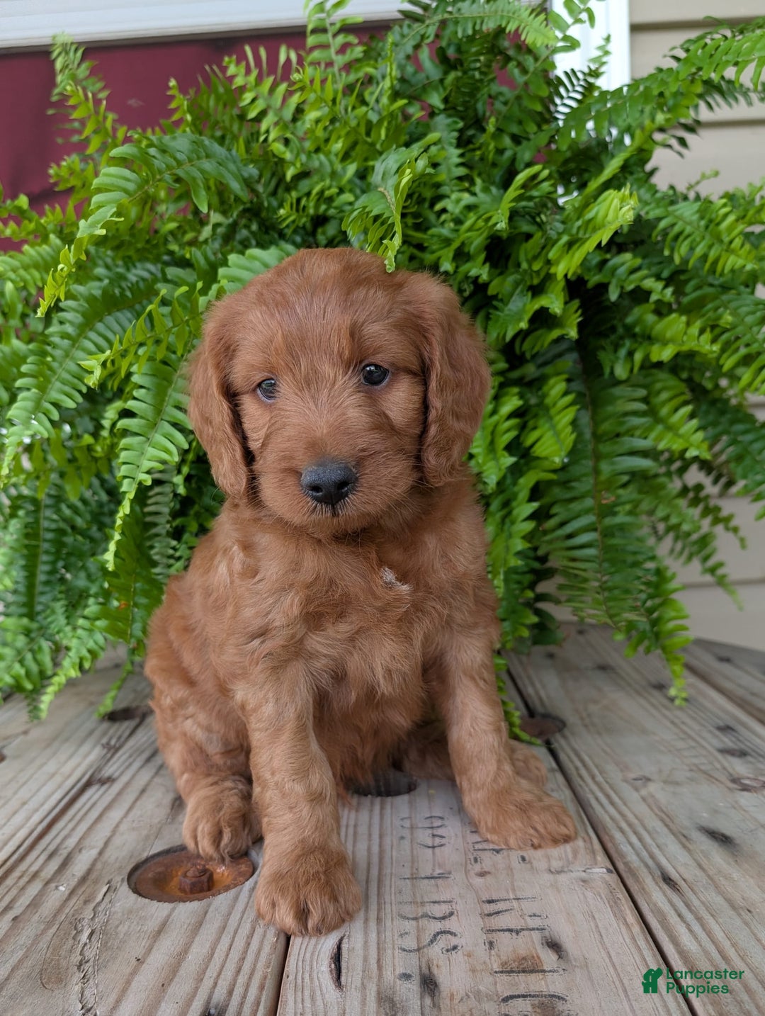 Goldendoodle dogs for sale: Ben - Image 15