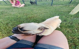 Pug dogs for sale: Remington - Image 2