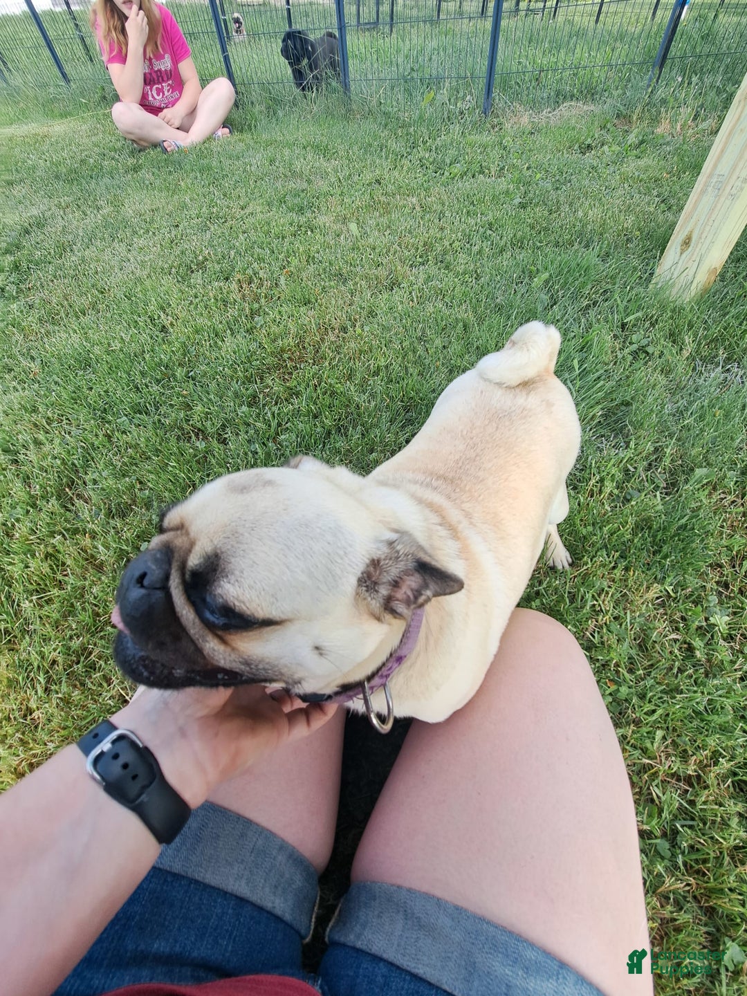 Pug dogs for sale: Remington - Image 2