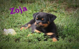 Rottweiler dogs for sale: Zoja - Image 3