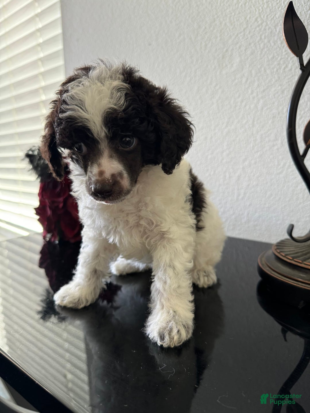Miniature Poodle dogs for sale: Captain America - Image 5