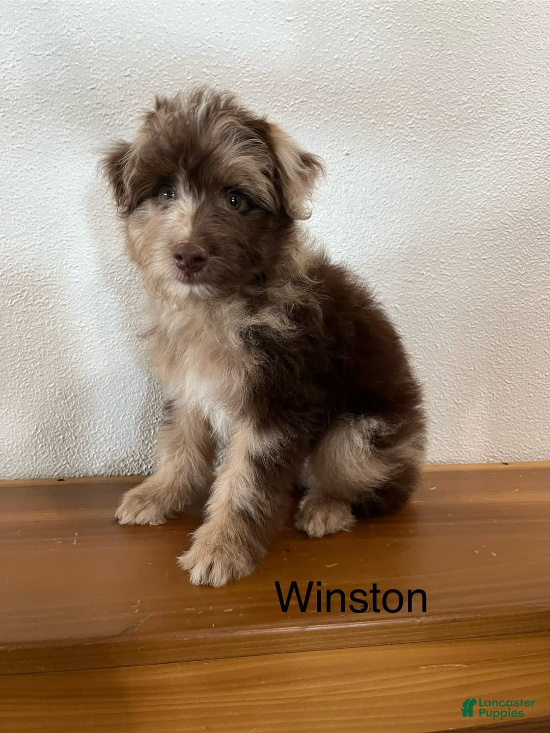 Mini Aussiedoodle dogs for sale: Winston - Image 2