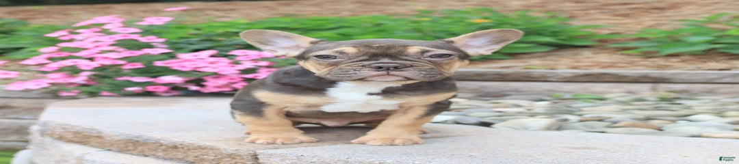 Duke