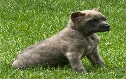 Cane Corso dogs for sale: Brynn - Image 15